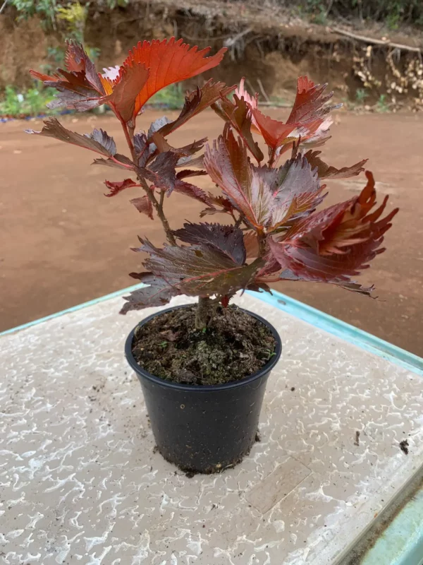 Acalypha wilkesiana - Foulard