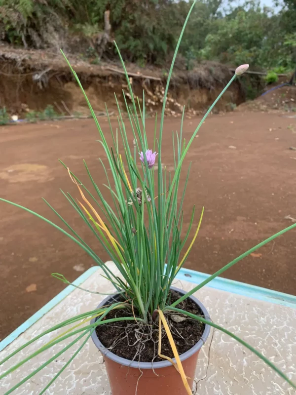 Allium schoenoprasum - Ciboulette