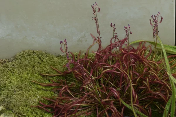 Drosera capensis - Droséra du Cap