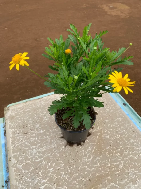 Euryops chrysanthemoides - Marguerite jaune du Cap