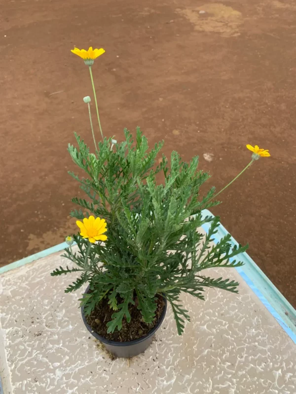 Euryops chrysanthemoides - Marguerite jaune à feuillage argenté