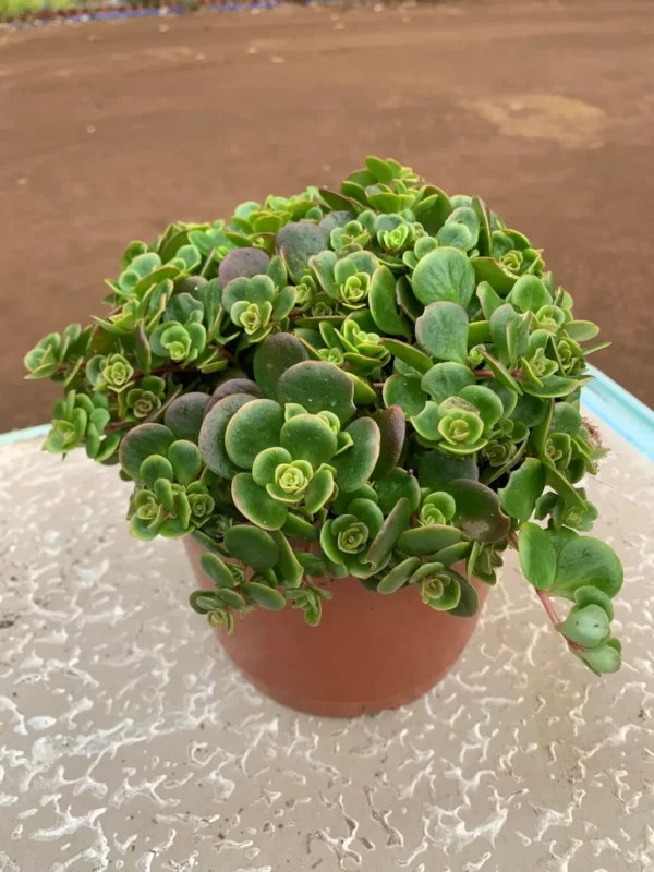 Sedum makinoi