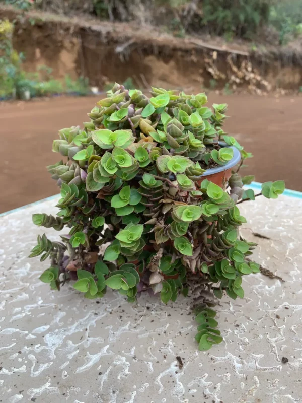 Callisia repens - Plante tortue