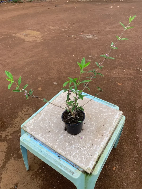 Lippia alba - Verveine Galabert