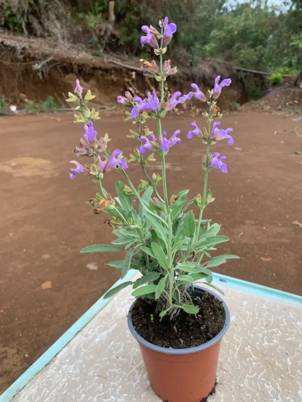 Salvia officinalis - Sauge officinale