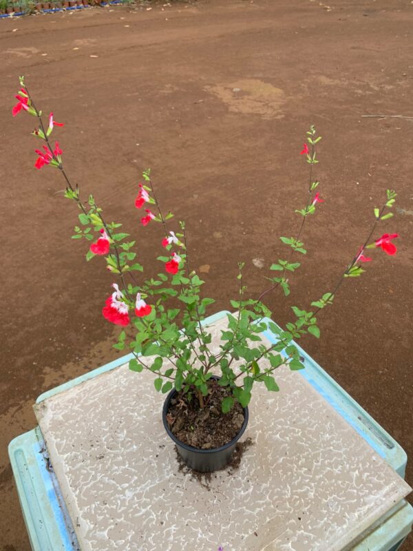 Salvia microphylla 'Hot Lips' - Sauge fleur rouge et blanche