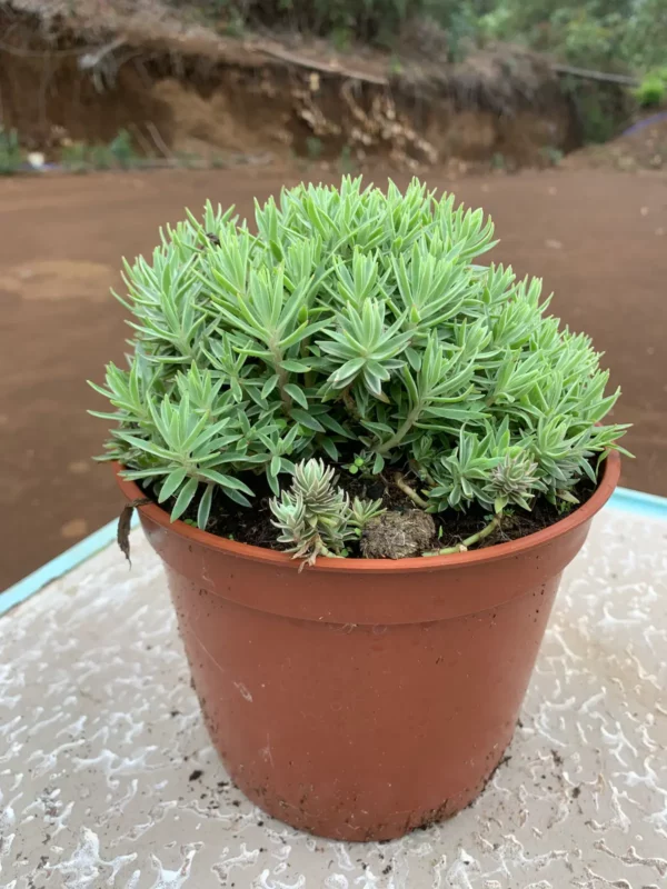 Sedum lineare 'Variegatum' - Orpin panaché