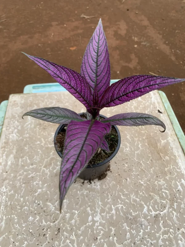 Strobilanthes dyerianus - Bouclier Persan