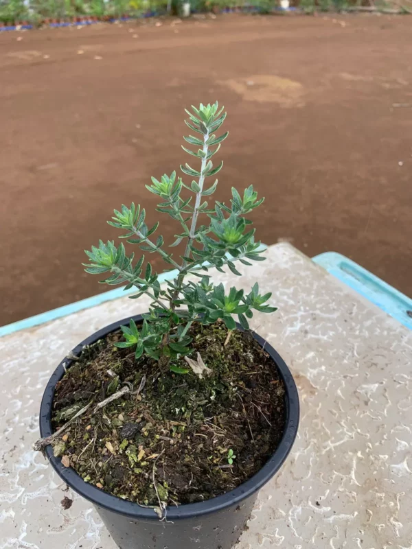 Westringia fruticosa - Romarin d'Australie