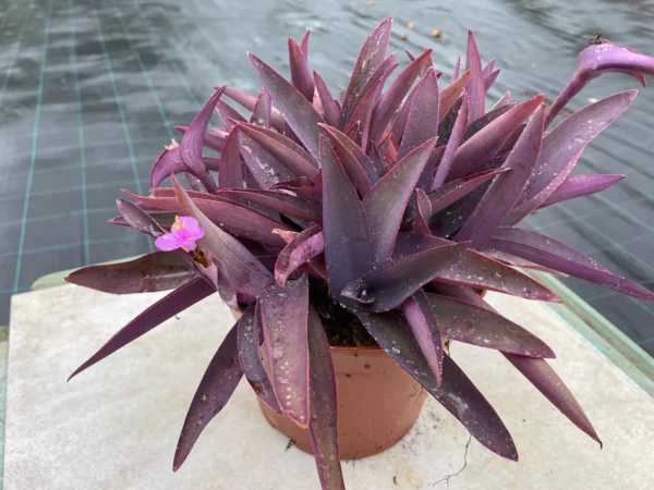 Tradescantia pallida 'Purpurea' - Misère pourpre en pot de 2 litres