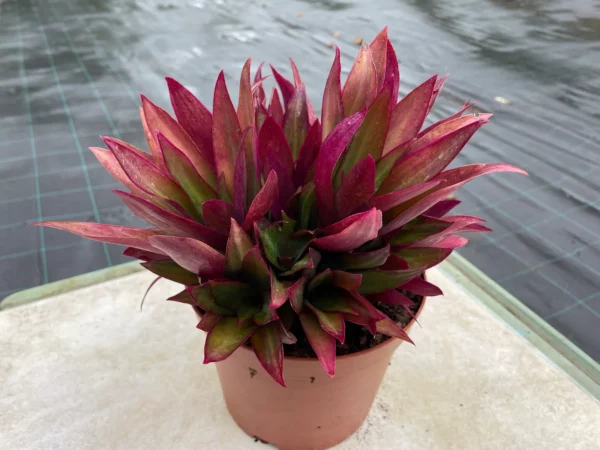 Tradescantia spathacea 'Compacta' - Rhoeo discolor en pot de 2 litres