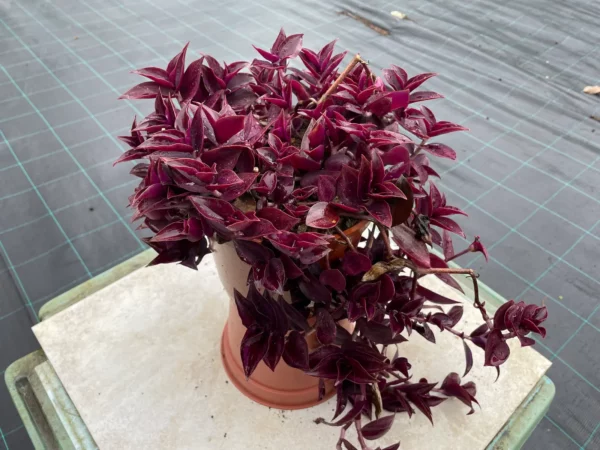 Tradescantia zebrina 'Purple Joy' - Misère violette en pot de 2 litres