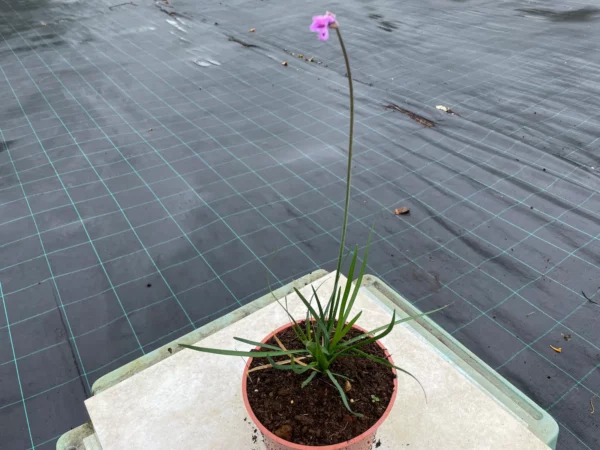 Tulbaghia violacea - Ail violet en pot de 2 litres