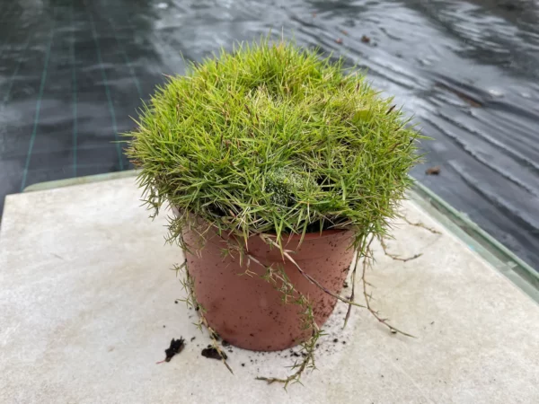 Zoysia tenuifolia - Gazon des Mascareignes - En pot de 2 litres