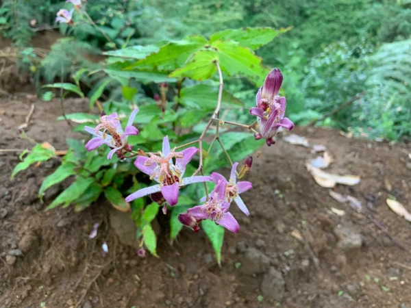 Tricyrtis formosana 'Spotted Toad' - Lis Orchidée à feuilles tachetées en pot de 2 litres